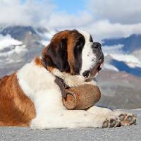 Pixwords A képet kutya, hordó, hegyi Swisshippo - Dreamstime