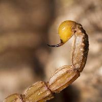 skorpió, állat, rovar Mauro Rodrigues (Membio)