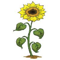 Pixwords A képet sárga, nő, virág, zöld, növény Dedmazay - Dreamstime
