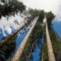 fa, fák, ég, fa, felhők Juan Camilo Bernal - Dreamstime
