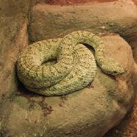 kígyó, állat, vad, szikla, sziklák John Lepinski (Acronym)