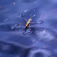 bug, rovar, víz, úszó, kék Sergey Yakovlev (Basel101658)