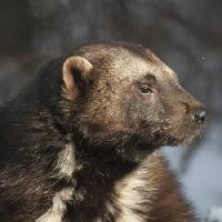 Pixwords A képet állat, medve, vad, kicsapongó élet, szőrme Moose Henderson - Dreamstime